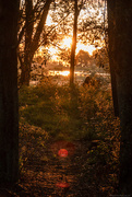 2nd Jan 2025 - Sunrise in the Woods