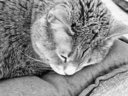 19th Jan 2025 - Snooze