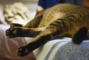 18th Jan 2025 - paws