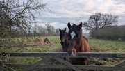 20th Jan 2025 - If I were a horse...