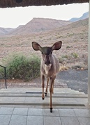 20th Jan 2025 - Kudu Doe 