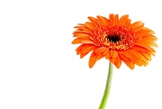 20th Jan 2025 - Gerbera