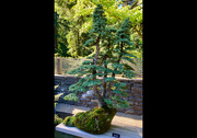 20th Jan 2025 - EVERGREEN January words