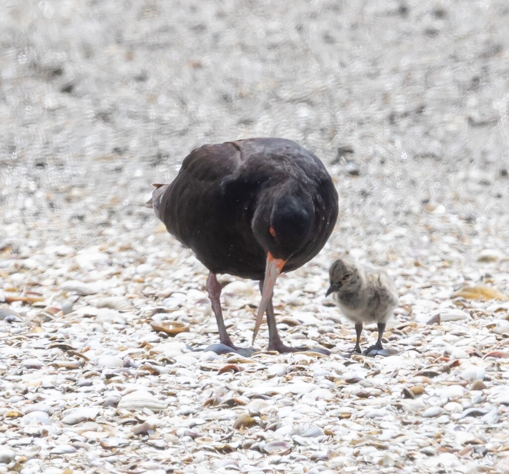 Mum and baby Variable osyerter catcher looking for lunch by creative_shots