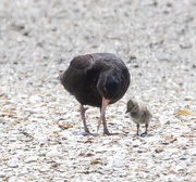 2nd Jan 2025 - Mum and baby Variable osyerter catcher looking for lunch