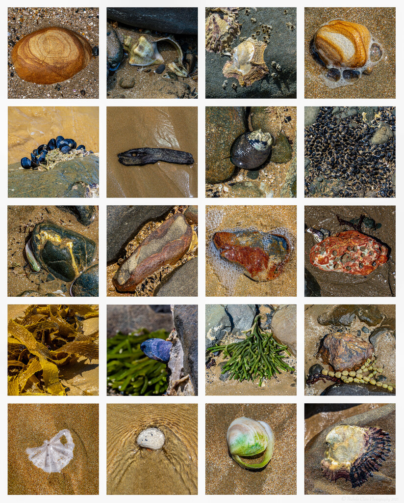 Found on the Beach by nickspicsnz