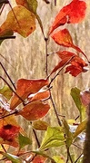 21st Jan 2025 - Leaf art II