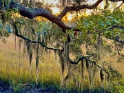 21st Jan 2025 - Live oak and Spanish moss with marsh sunset
