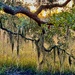 Live oak and Spanish moss with marsh sunset by congaree