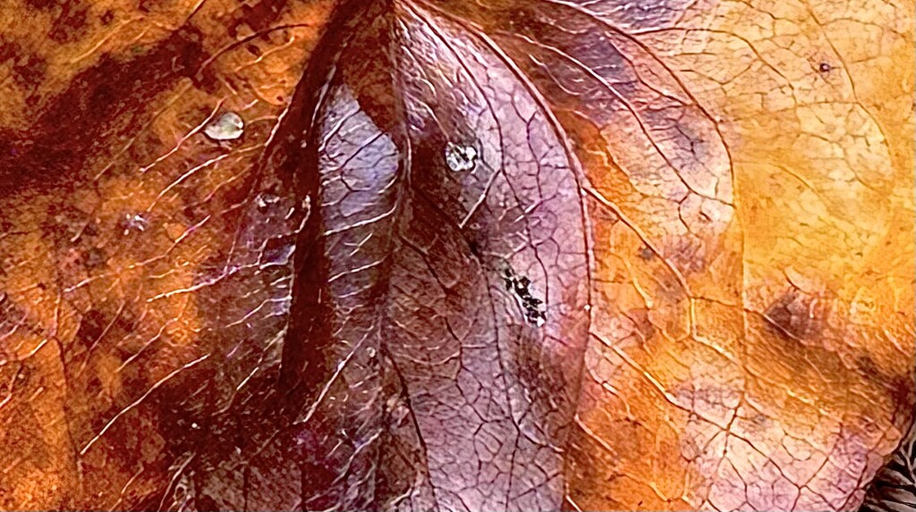 Leaf art I by congaree