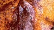 21st Jan 2025 - Leaf art I