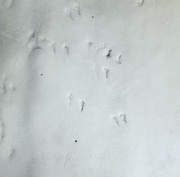 20th Jan 2025 - A little more snow...