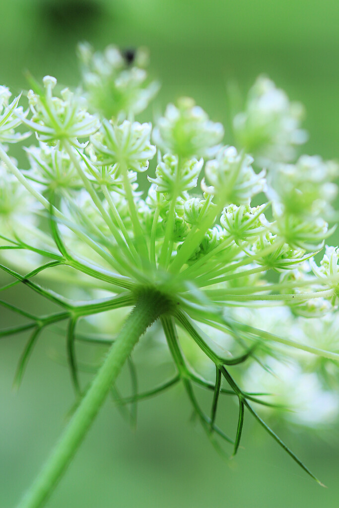 Tender Days Coming by juliedduncan
