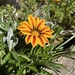 African Daisy  by loweygrace