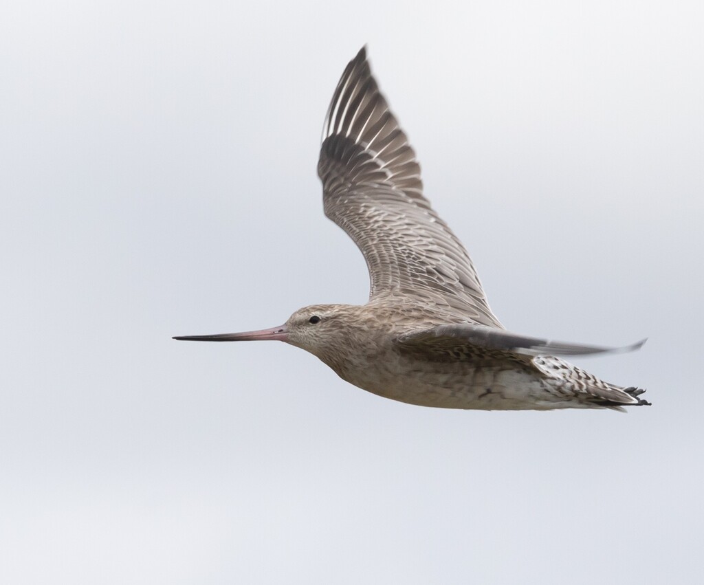 Gotwit Cruising pass me by creative_shots