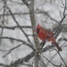 Cold Cardinal  by alophoto