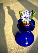 22nd Jan 2025 - Reflections and shadows 