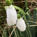 Raindrops on Snowdrops by 365anne