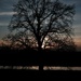 The Oak by przemekm