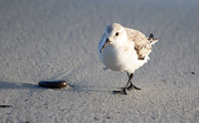 22nd Jan 2025 - Sanderling