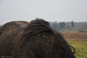22nd Jan 2025 - volcan likes to roll in the mud...