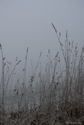 22nd Jan 2025 - weeds