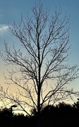 22nd Jan 2025 - Winter