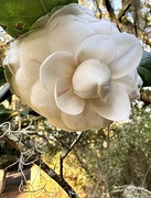 22nd Jan 2025 - Camellia