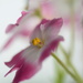 Softness on a winter's day by jayberg