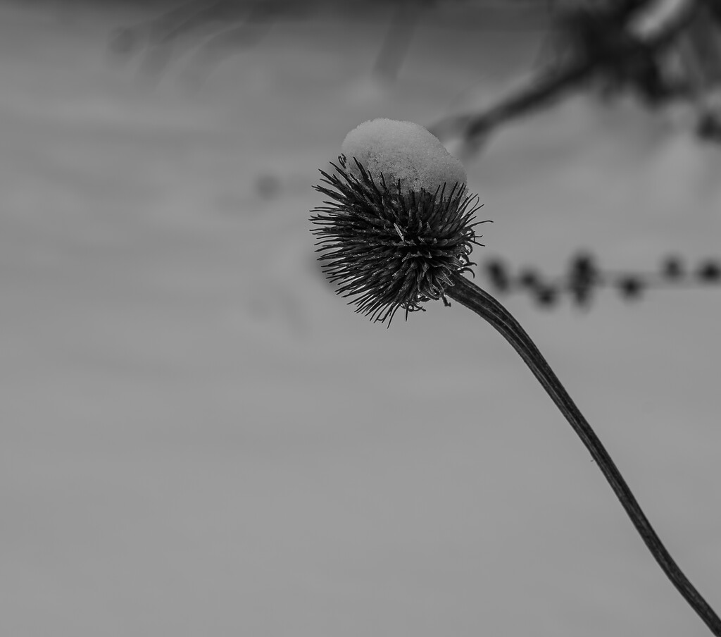 Echinacea in winter by darchibald