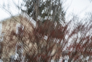 22nd Jan 2025 - Burning Bush