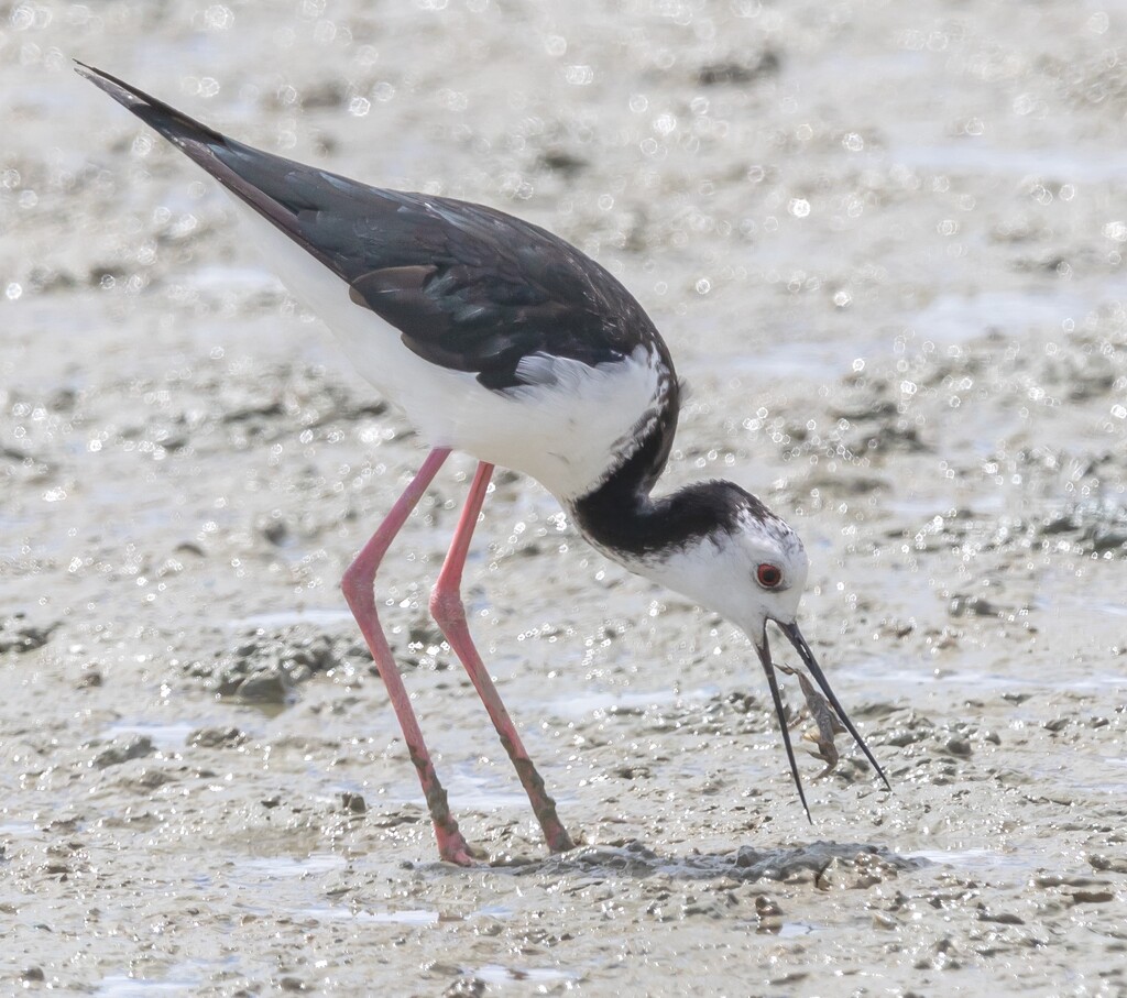 Pied Stilt gets a snack by creative_shots