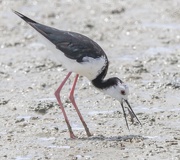 4th Jan 2025 - Pied Stilt gets a snack