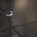 Sweet Chickadee by mistyhammond