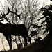 LOCAL RESIDENT by jerzyfotos