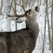 Aspen Snack by jenorton