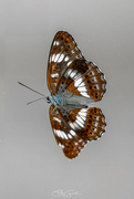 23rd Jan 2025 - Honshu White Admiral