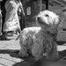 Little Dog, Big City by helenw2