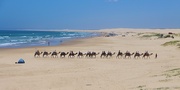 23rd Jan 2025 - Camel Train