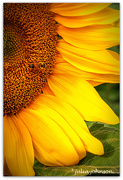 23rd Jan 2025 - Bee Sunny..