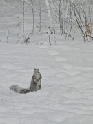 22nd Jan 2025 - Snowy paws