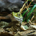 Tuatara by christinav