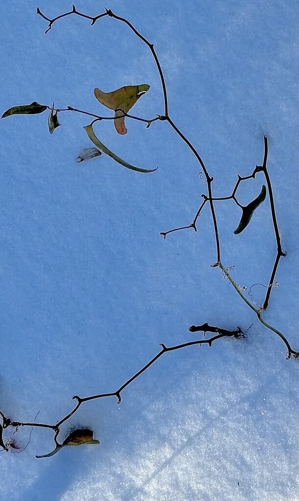 Winter branch and snow  by congaree