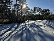 23rd Jan 2025 - First snow in Charleston in 8 years