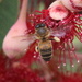The Bee in Beeac! by gilbertwood