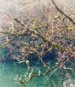 23rd Jan 2025 - Tangled Twigs