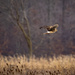 Northern Harrier by bobbic