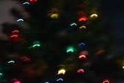 19th Jan 2025 - Christmas Tree ICM #2