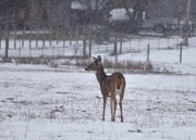 19th Jan 2025 - Whitetail Deer In The Snow #2