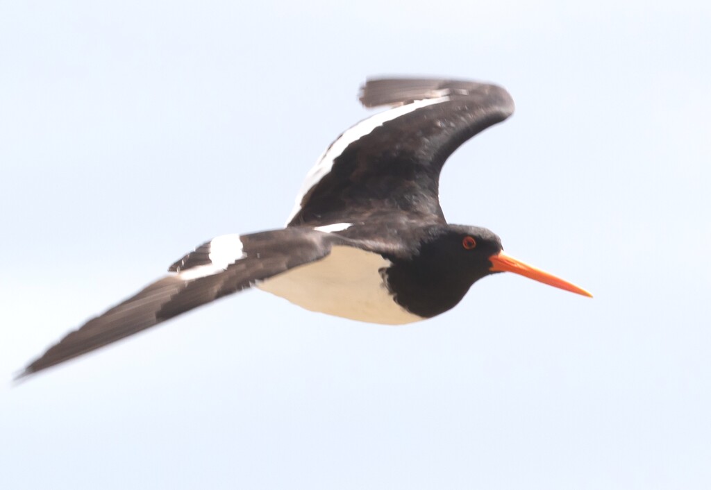Variable oystercatcher sailing on the wind by creative_shots